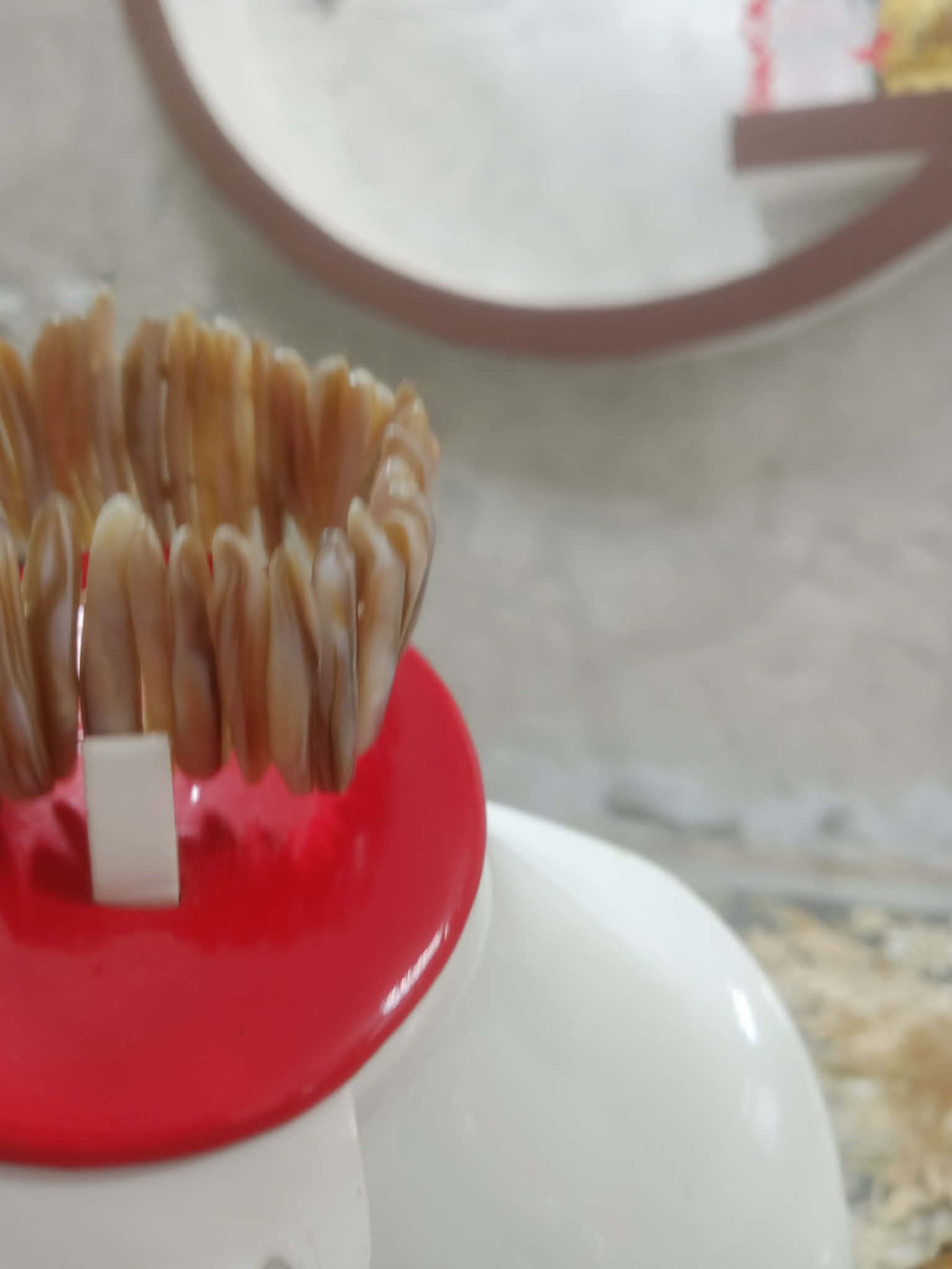 سوار تحفة من صدف بحري طبيعي