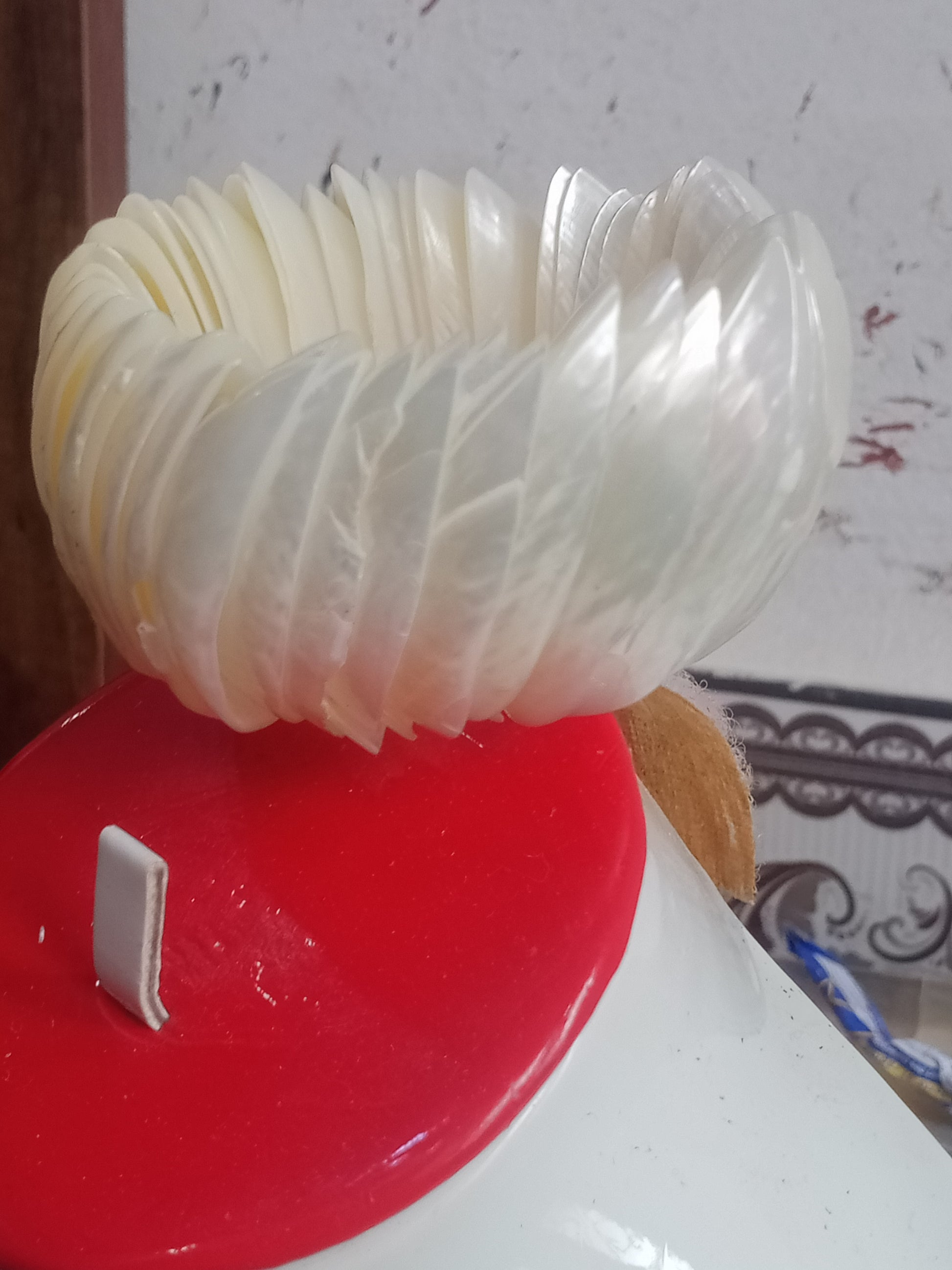 سوار من صدف بحري طبيعي