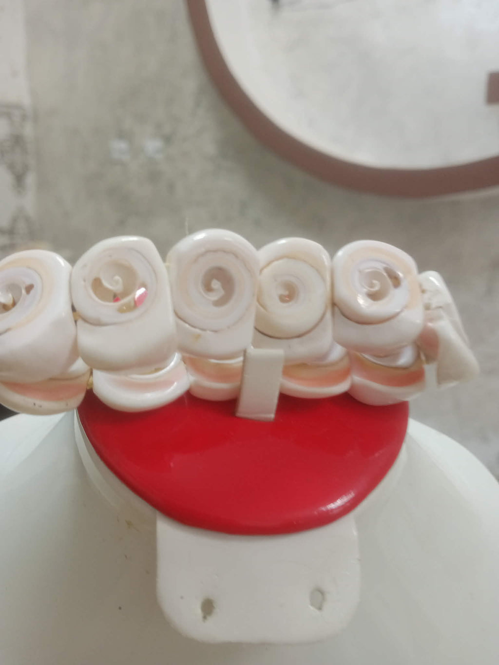 سوار من صدف بحري طبيعي