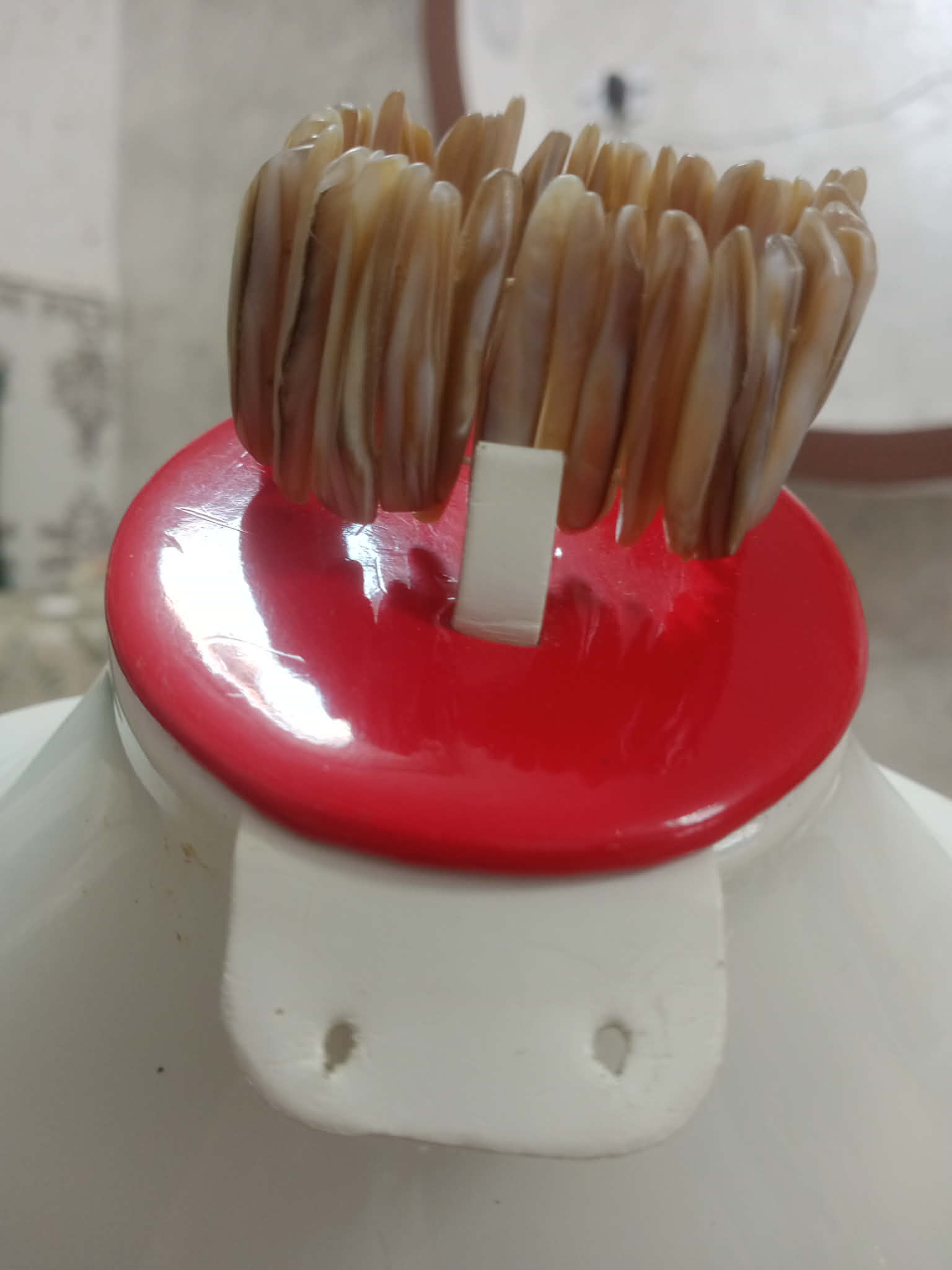 سوار تحفة من صدف بحري طبيعي