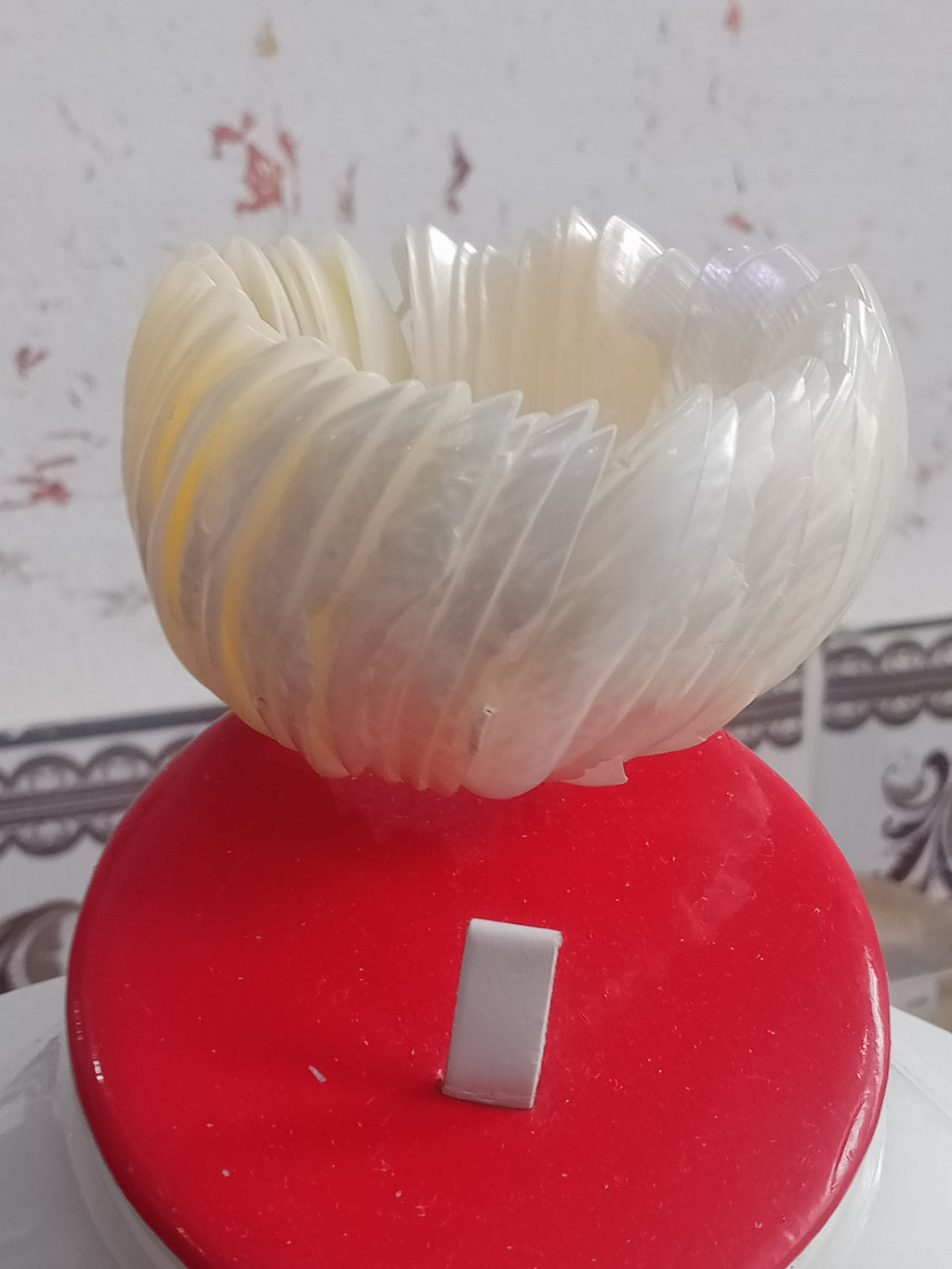 سوار من صدف بحري طبيعي
