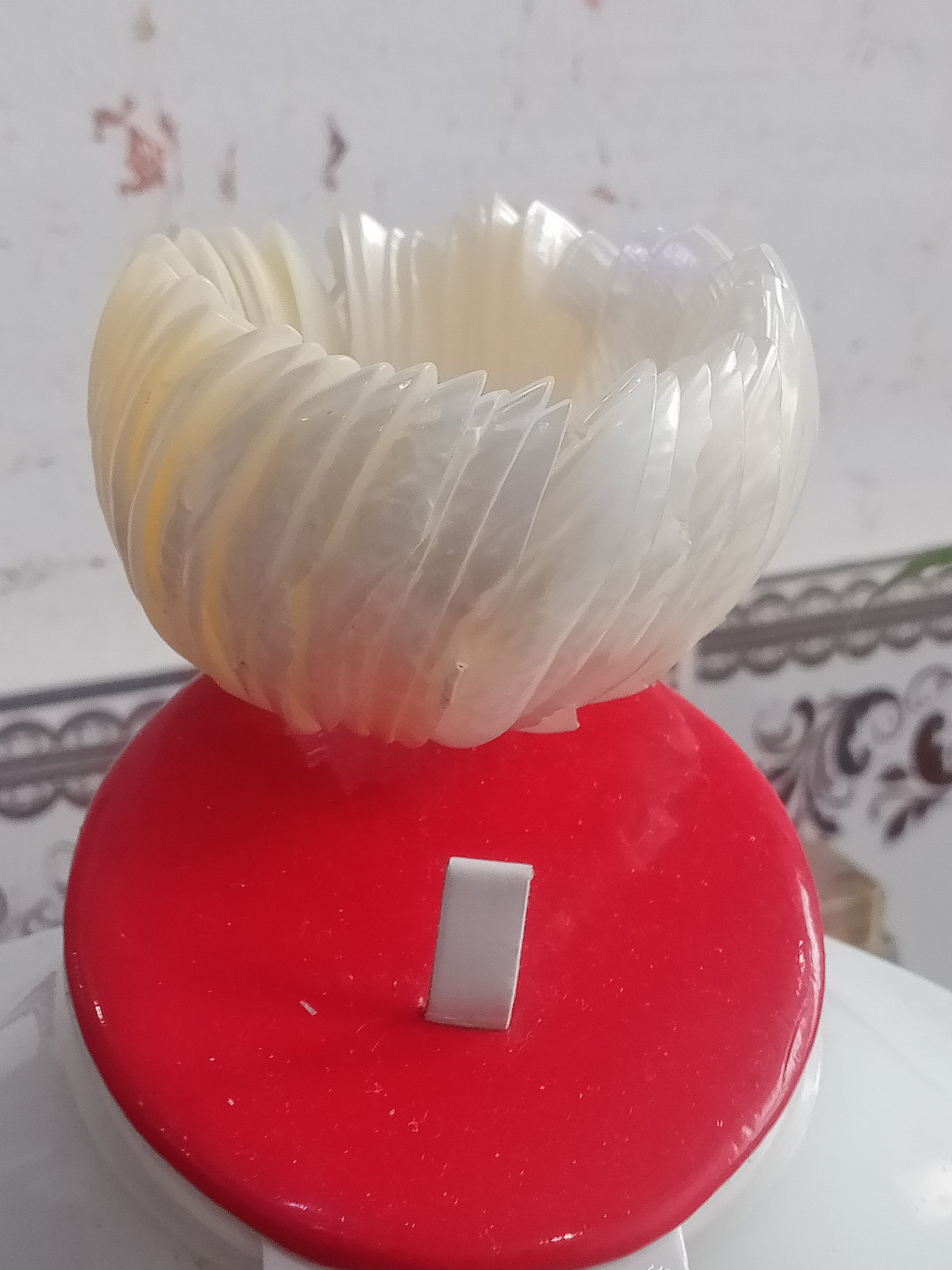 سوار من صدف بحري طبيعي