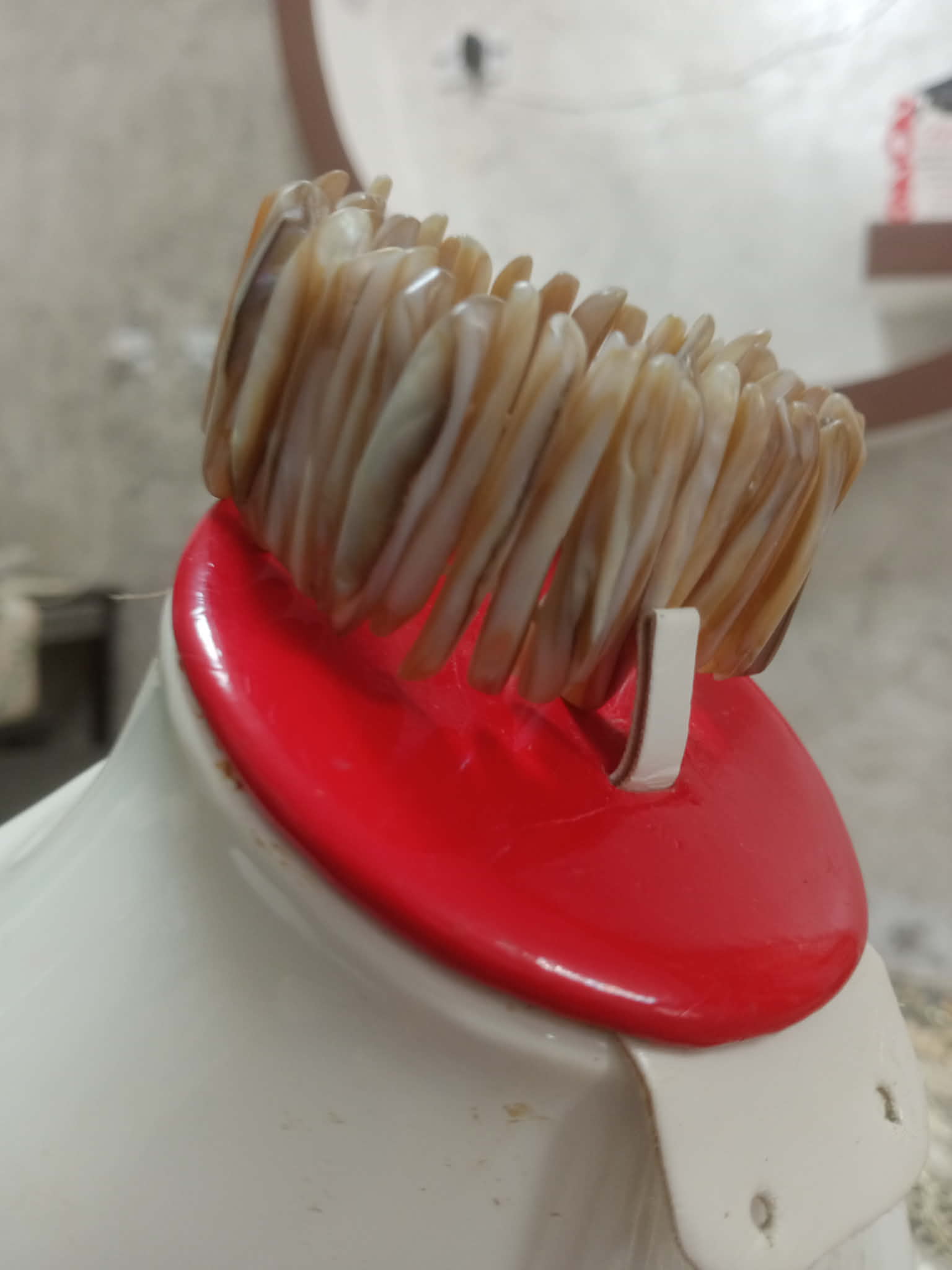 سوار تحفة من صدف بحري طبيعي