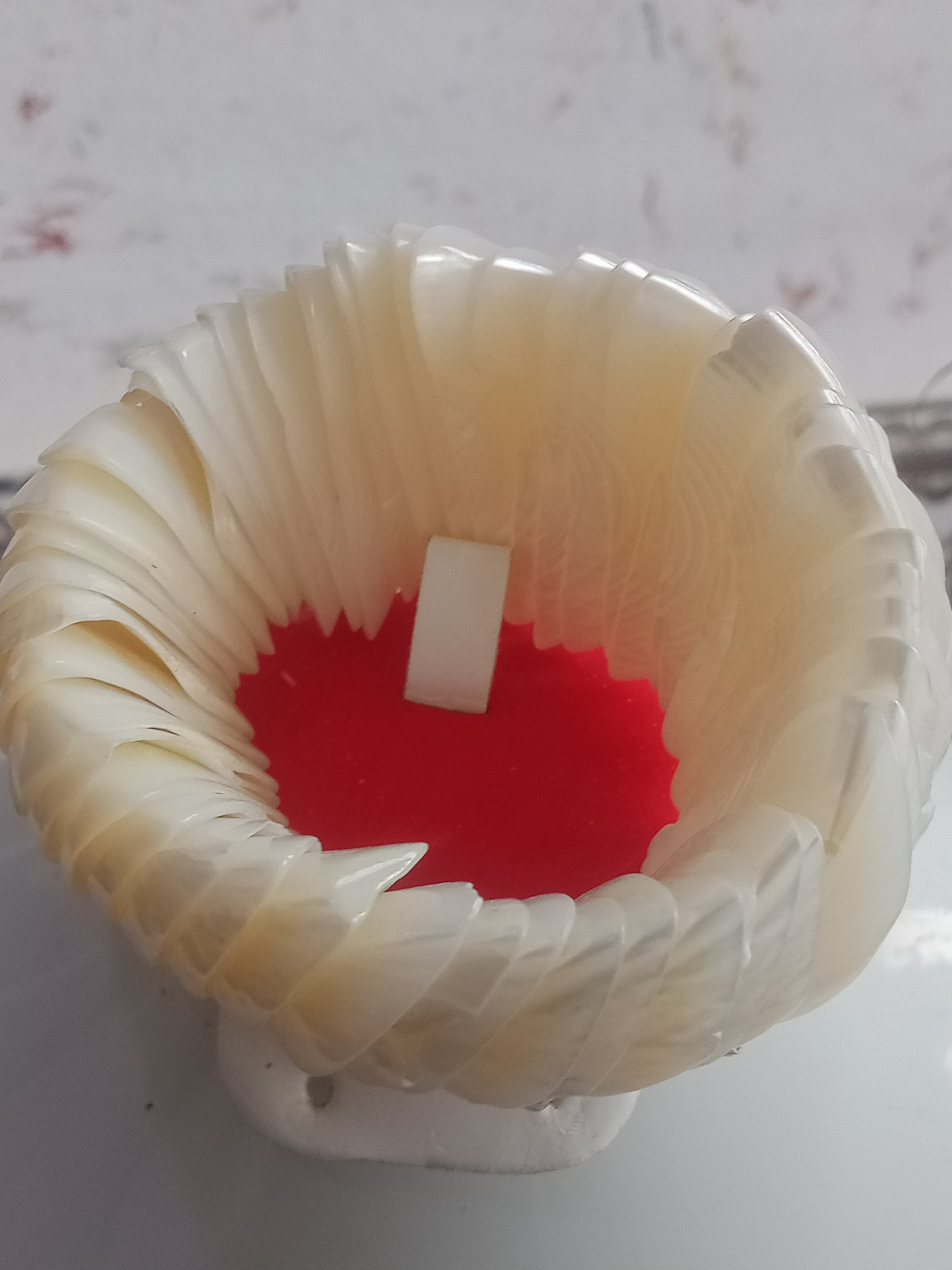 سوار من صدف بحري طبيعي