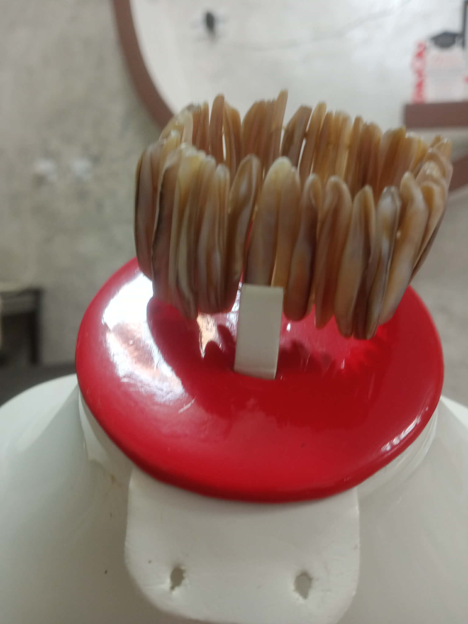 سوار تحفة من صدف بحري طبيعي